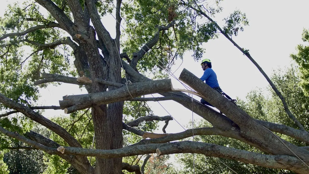Professional Hazardous Tree Removal performed by certified arborists in Hutchinson